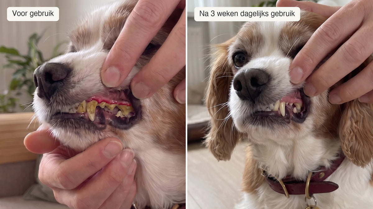 Voor-en-na-vergelijking van Luna's gebit: links tanden met geelbruin tandsteen en een rode tandvleesrand, rechts drie weken later natuurlijk schone tanden met rustig roze tandvlees.