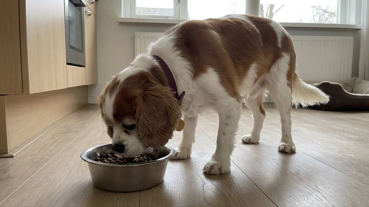 Luna eet gewoon rustig haar brokken uit haar rvs-voerbak op de keukenvloer.