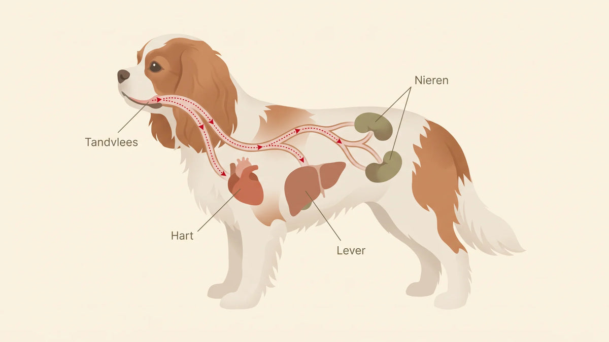 Illustratie van een hond waarbij hart, lever en nieren zichtbaar zijn; rode stippellijnen lopen van het tandvlees via de bloedbaan naar deze organen.