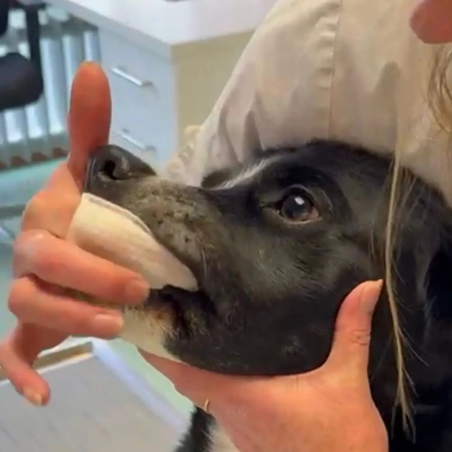 DentalWipes™ in gebruik bij golden retriever