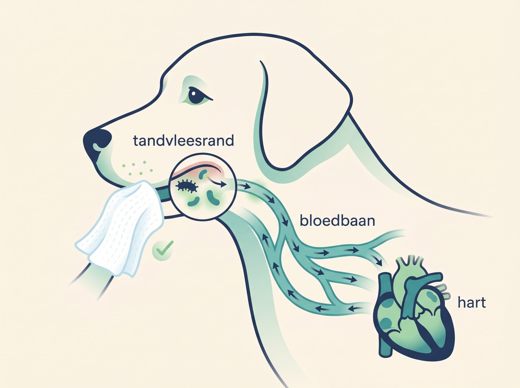 Hoe bacteriën via het tandvlees in de bloedbaan komen