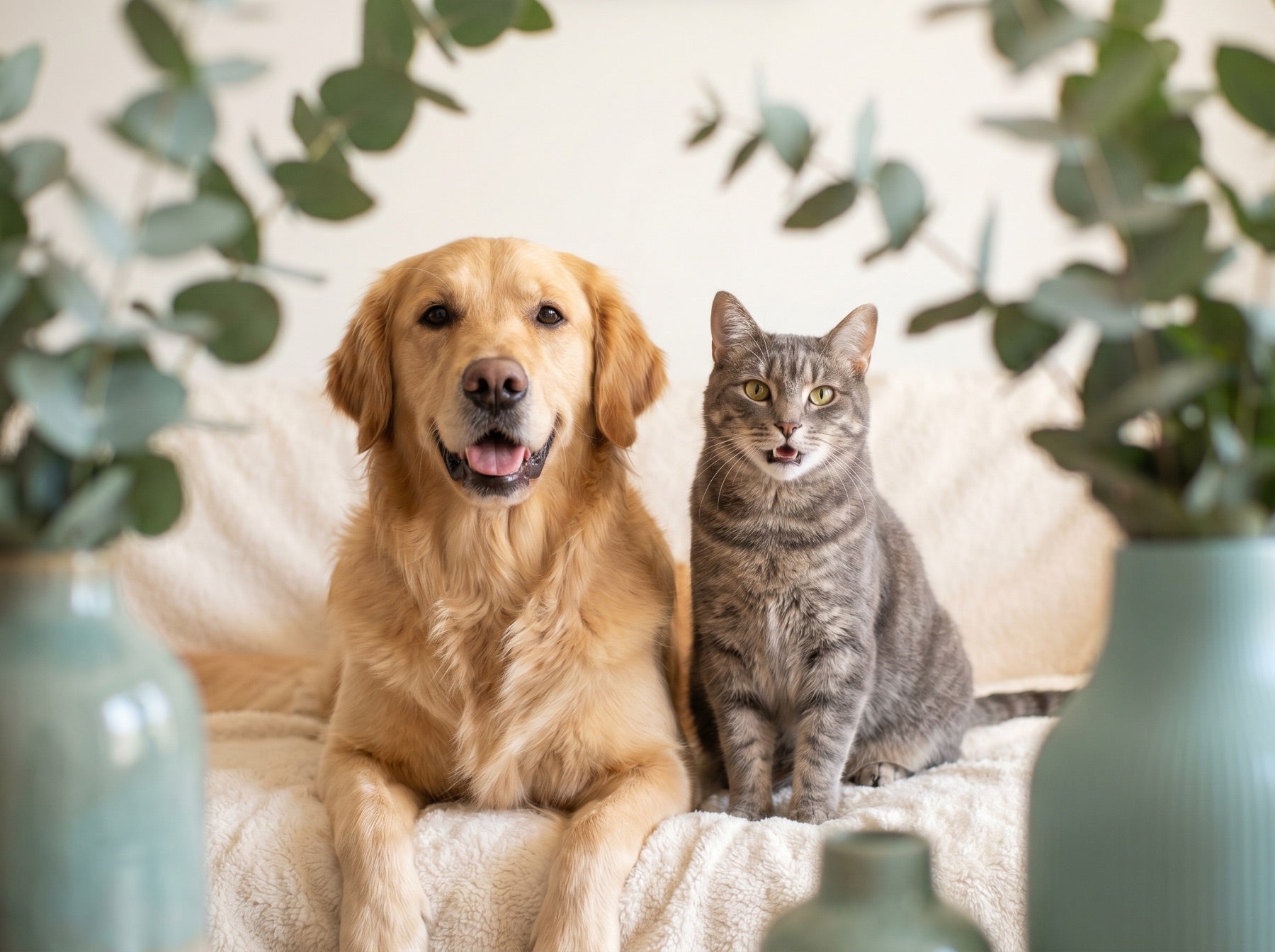 Veilig voor honden en katten