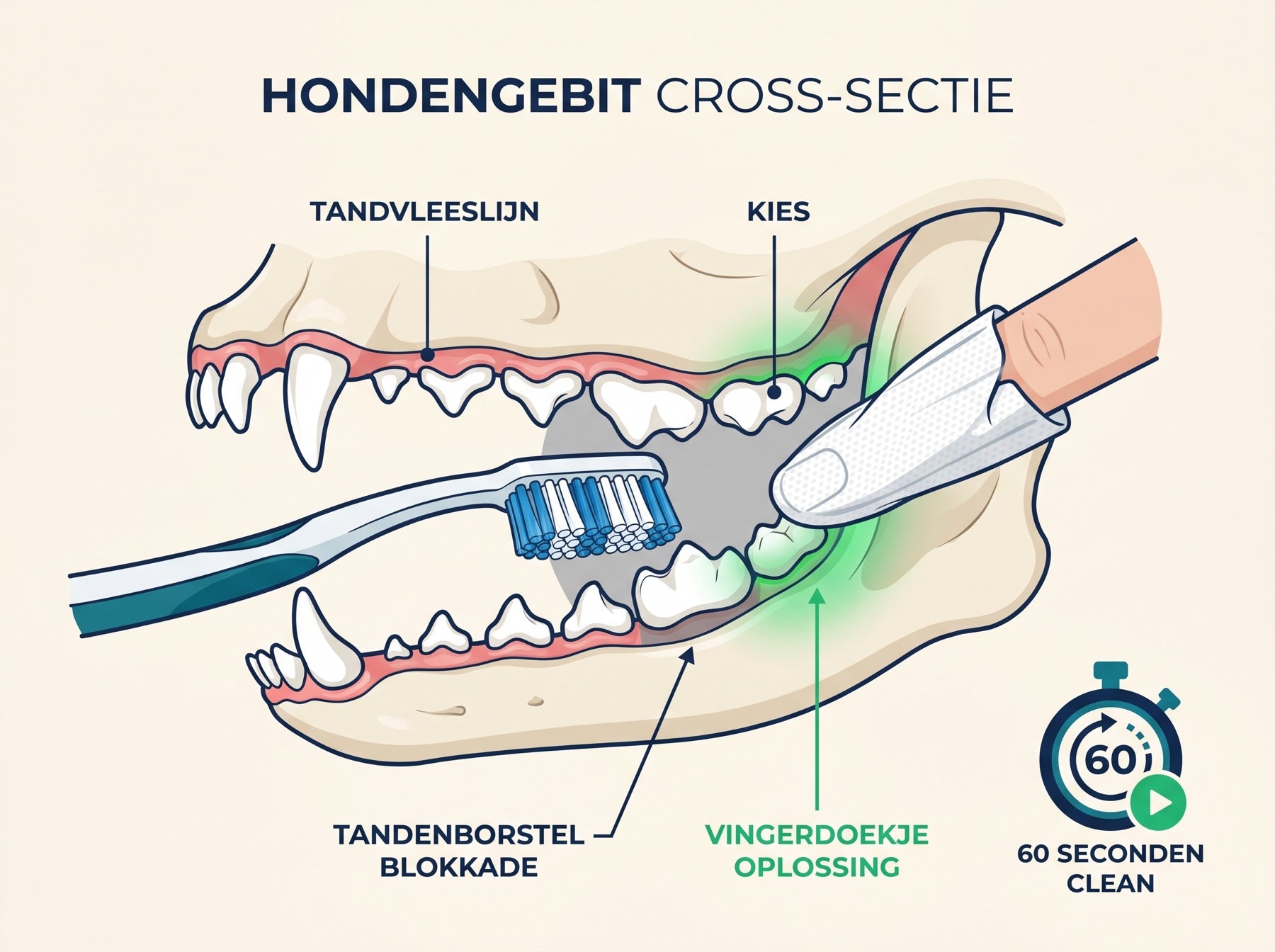 Doorsnede hondenbek: doekje komt waar de borstel niet komt
